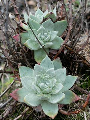 Korean ‘Housewives’ and ‘Hipsters’ Are Not Driving a New Illicit Plant Trade: Complicating Consumer Motivations Behind an Emergent Wildlife Trade in Dudleya farinosa